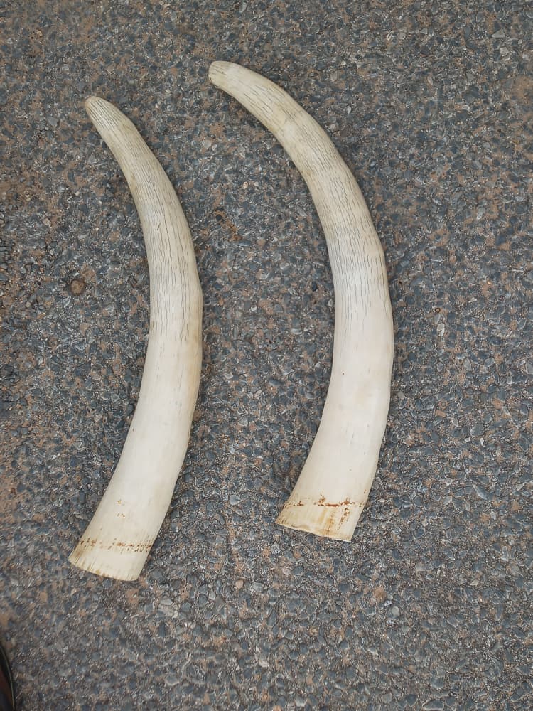 Seized ivory tusks from anti-poaching operation